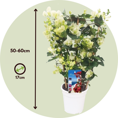 Paper Flower - Bougainvillea 'Dania' - Height 50-60cm - ⌀17cm