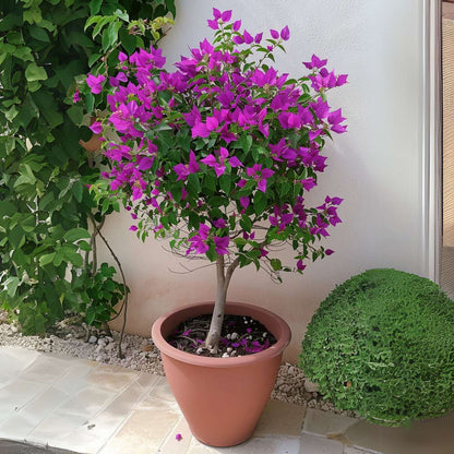 Paper Flower - Bougainvillea 'Alexandra' - Height 50-60cm - ⌀17cm