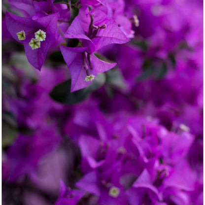 Paper Flower - Bougainvillea 'Alexandra' - Height 50-60cm - ⌀17cm