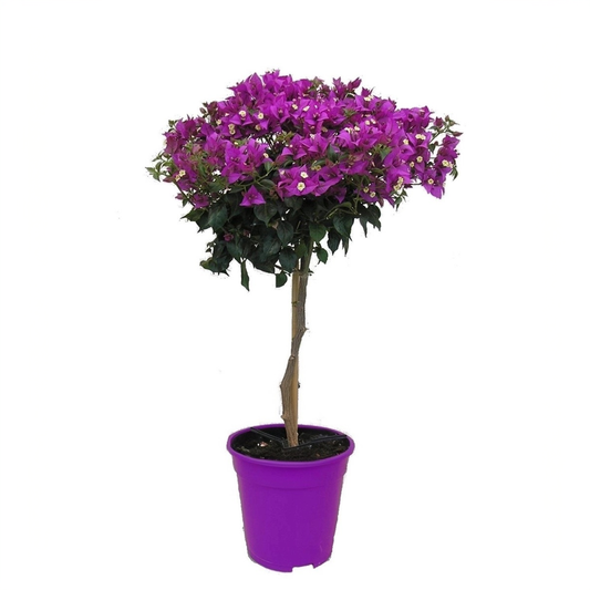 Paper Flower - Bougainvillea 'Alexandra' - Height 50-60cm - ⌀17cm