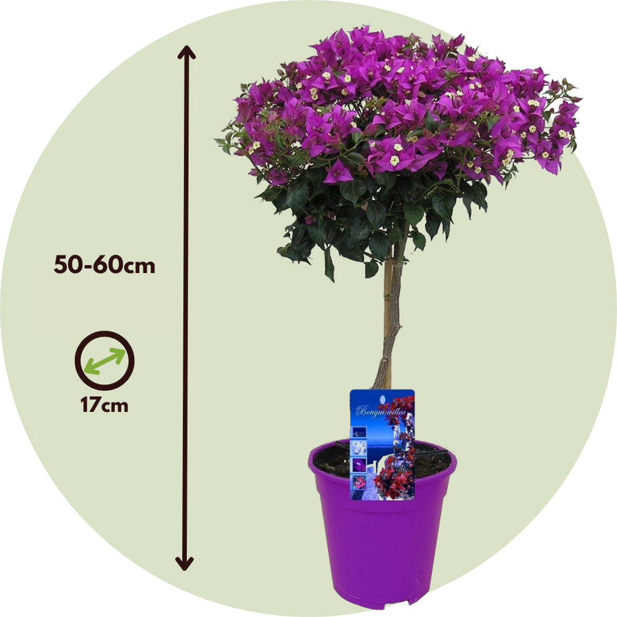 Paper Flower - Bougainvillea 'Alexandra' - Height 50-60cm - ⌀17cm