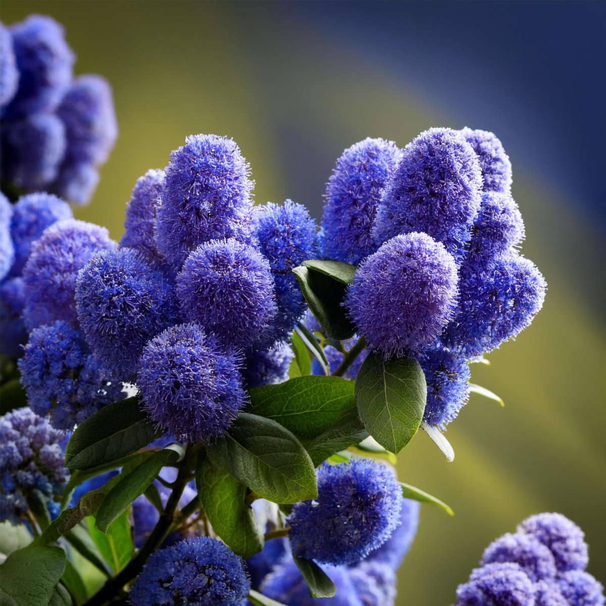 Californian Lilac - Ceanothus thyrsiflorus Repens - Height 60-70cm - ⌀17cm