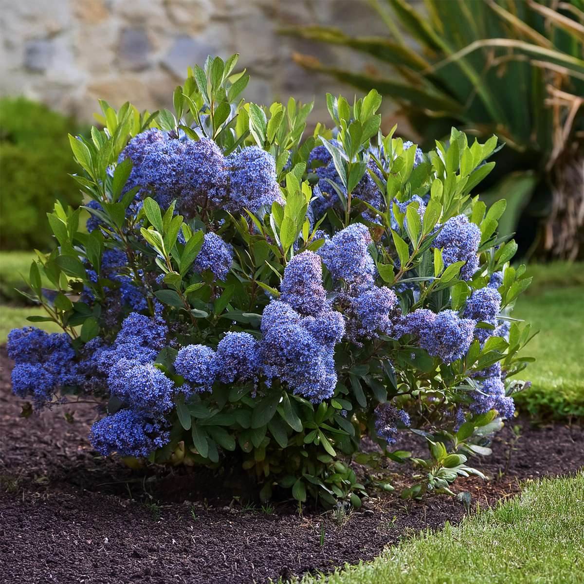 Californian Lilac - 2 pcs. - Ceanothus thyrsiflorus Repens - H60-70cm - ⌀17cm