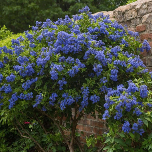 Californian Lilac - 2 pcs. - Ceanothus thyrsiflorus Repens - H60-70cm - ⌀17cm