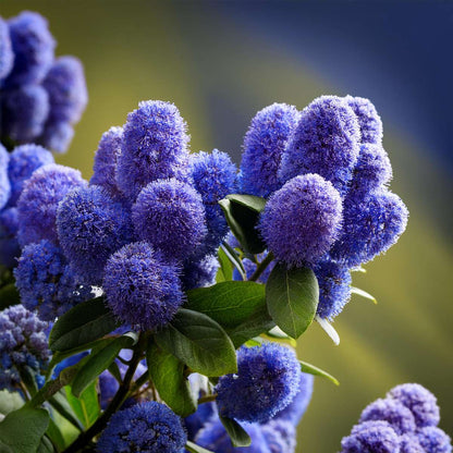 Californian Lilac - 2 pcs. - Ceanothus thyrsiflorus Repens - H60-70cm - ⌀17cm
