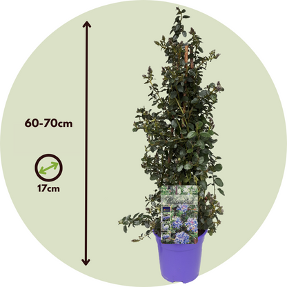 Californian Lilac - 2 pcs. - Ceanothus thyrsiflorus Repens - H60-70cm - ⌀17cm