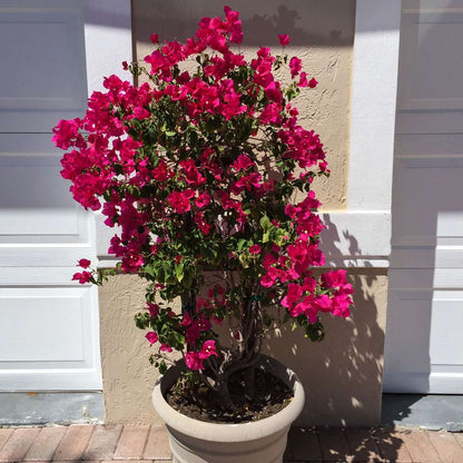 Paper Flower - Bougainvillea 'Dania' - Height 50-60cm - ⌀17cm