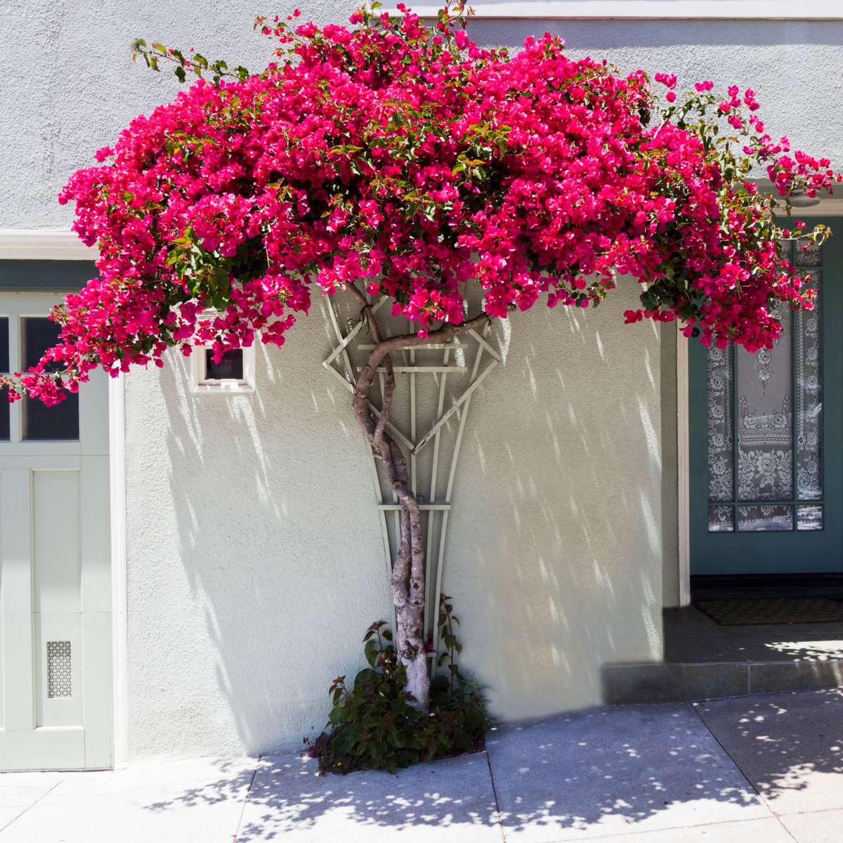 Paper Flower - Bougainvillea 'Dania' - Height 50-60cm - ⌀17cm