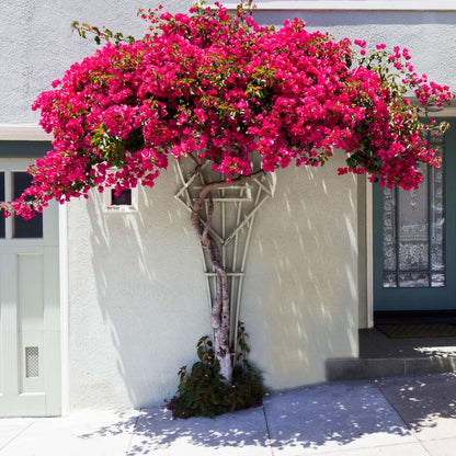 Paper Flower - Bougainvillea 'Dania' - Height 50-60cm - ⌀17cm
