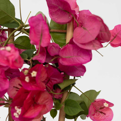 Paper Flower - Bougainvillea 'Dania' - Height 50-60cm - ⌀17cm