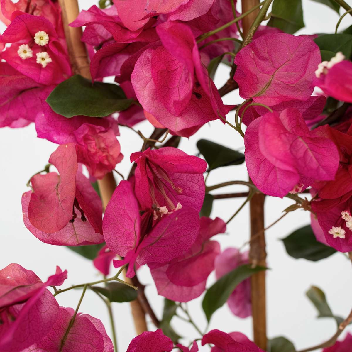 Paper Flower - Bougainvillea 'Dania' - Height 50-60cm - ⌀17cm