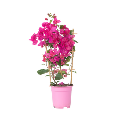 Paper Flower - Bougainvillea 'Dania' - Height 50-60cm - ⌀17cm