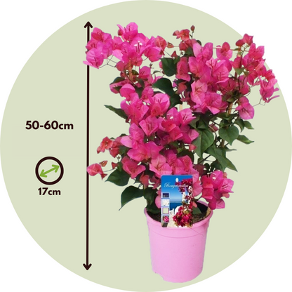 Paper Flower - Bougainvillea 'Dania' - Height 50-60cm - ⌀17cm