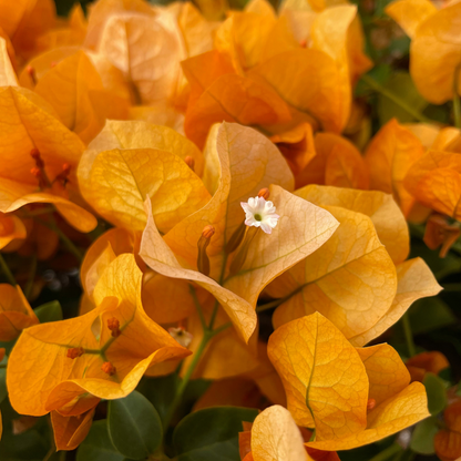 Paper Flower - Bougainvillea 'Dania' - Height 50-60cm - ⌀17cm