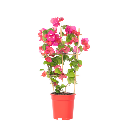 Paper Flower - Bougainvillea 'Dania' - Height 50-60cm - ⌀17cm