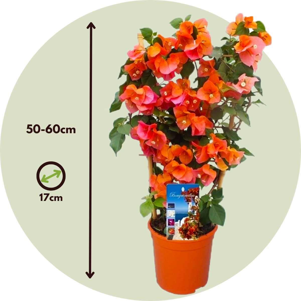Paper Flower - Bougainvillea 'Dania' - Height 50-60cm - ⌀17cm