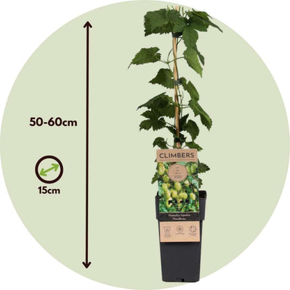 Hop - 2 pcs. - Humulus lupulus 'Nordbrau' - Height 50-60cm - ⌀15cm