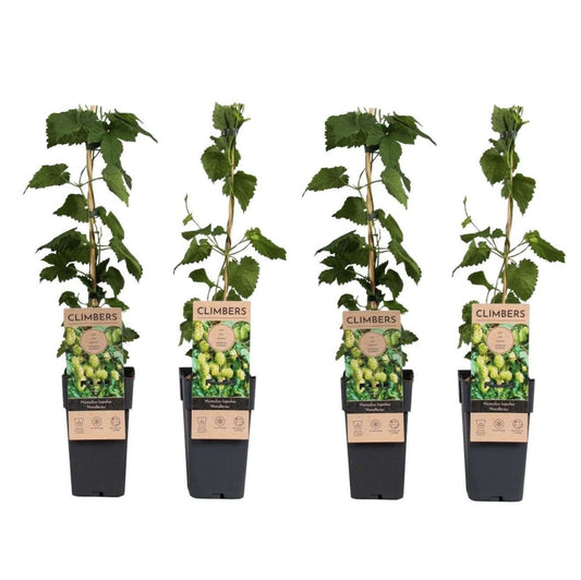 Hop - 4 pcs. - Humulus lupulus 'Nordbrau' - Height 50-60cm - ⌀15cm