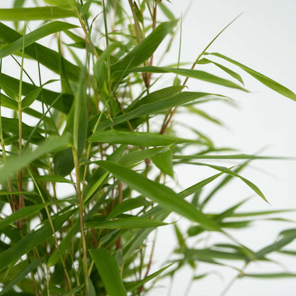 Dragonhead Bamboo - 6 pcs. - Fargesia rufa - Height 25-40cm - ⌀13cm