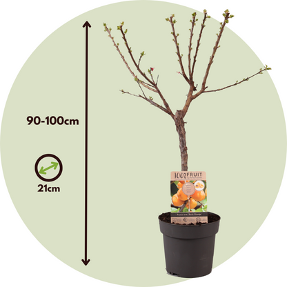 Apricot Tree - Prunus armeniaca - Height 90-100cm - ⌀21cm