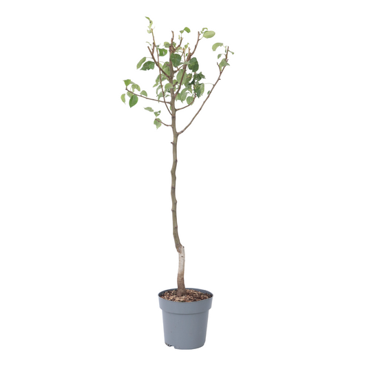 Pear Tree - Pyrus communis 'Conference' - Height 90-100cm - ⌀21cm