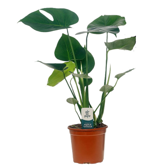 Swiss Cheese Plant - Monstera deliciosa - Height 45-55cm - ⌀14cm