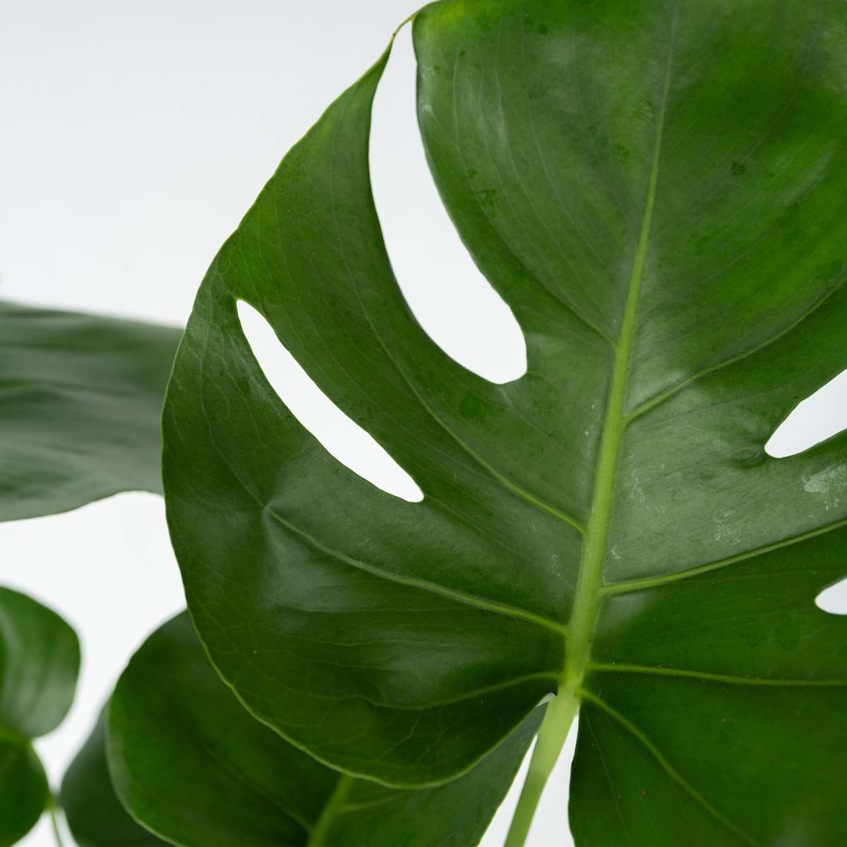 Swiss Cheese Plant - 2 pcs. - Monstera deliciosa - Height 45-55cm - ⌀14cm