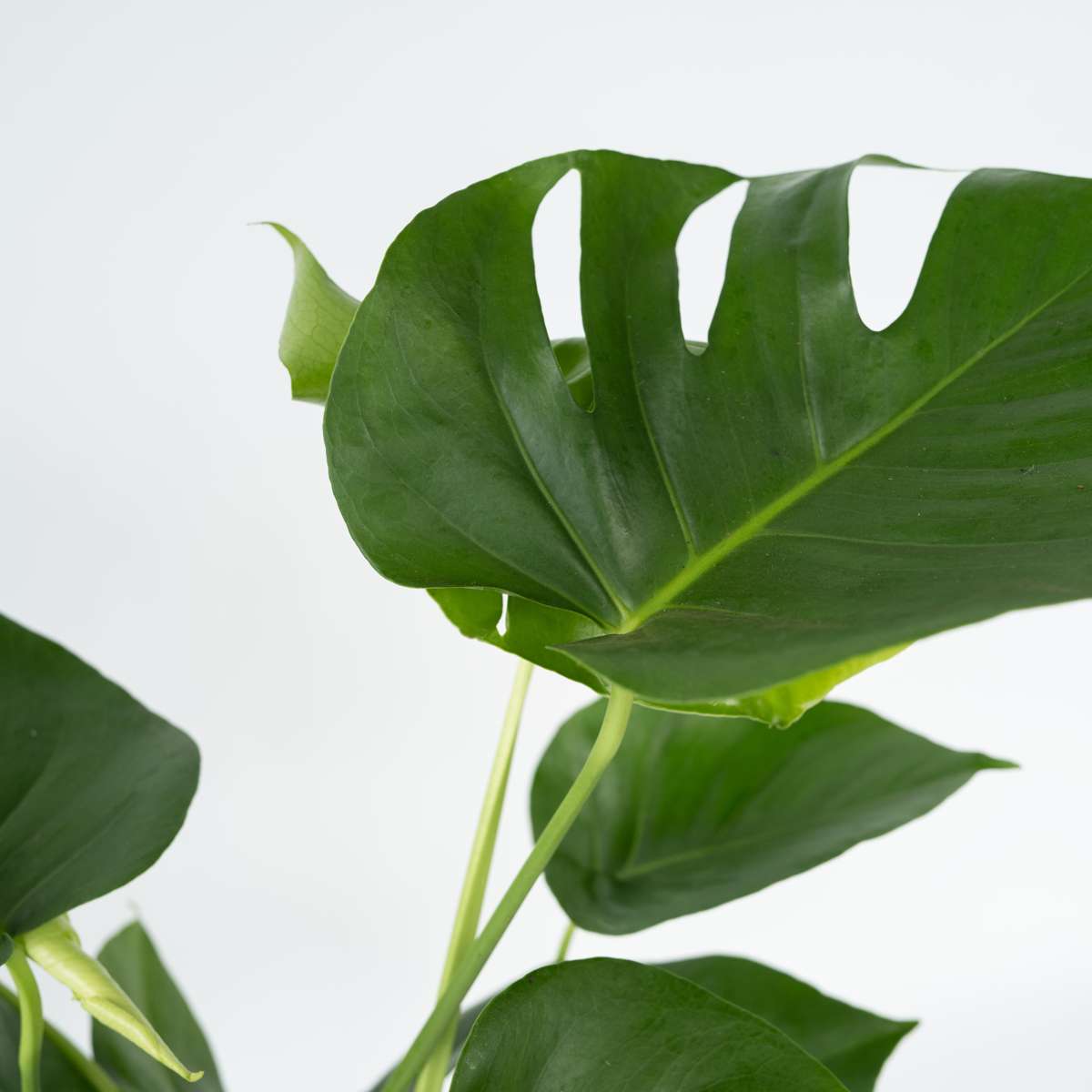 Swiss Cheese Plant - 2 pcs. - Monstera deliciosa - Height 45-55cm - ⌀14cm
