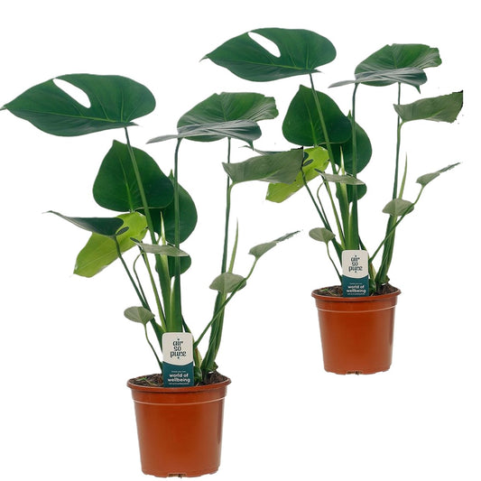 Swiss Cheese Plant - 2 pcs. - Monstera deliciosa - Height 45-55cm - ⌀14cm