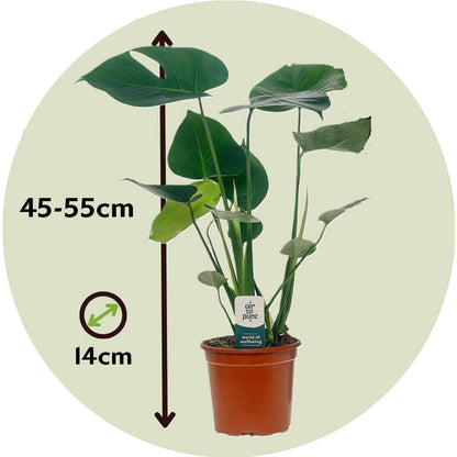 Swiss Cheese Plant - 2 pcs. - Monstera deliciosa - Height 45-55cm - ⌀14cm