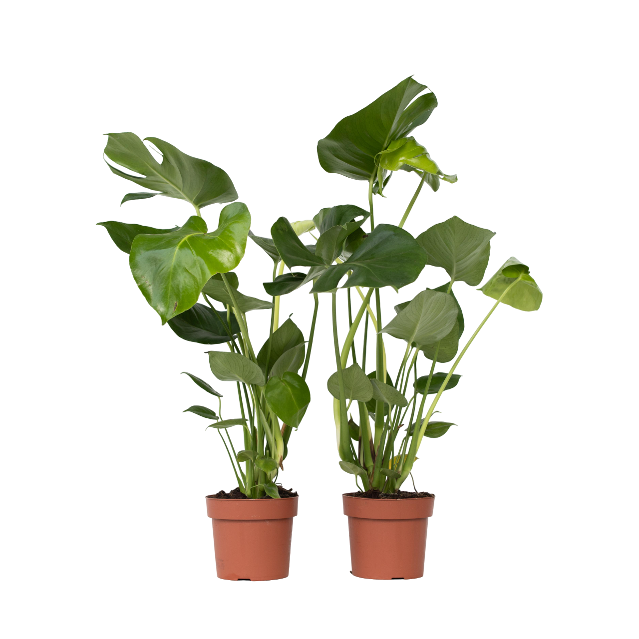 Swiss Cheese Plant - 2 pcs. - Monstera deliciosa - Height 50-60cm - ⌀17cm