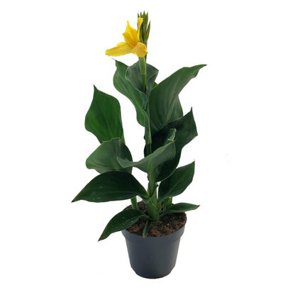 Indian shot - Canna 'Cannova' - Height 35-45cm - ⌀17cm
