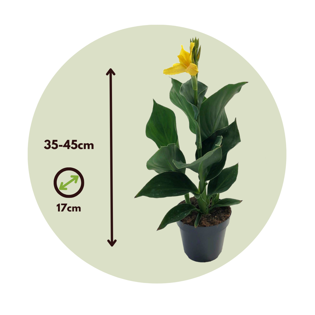 Indian shot - Canna 'Cannova' - Height 35-45cm - ⌀17cm