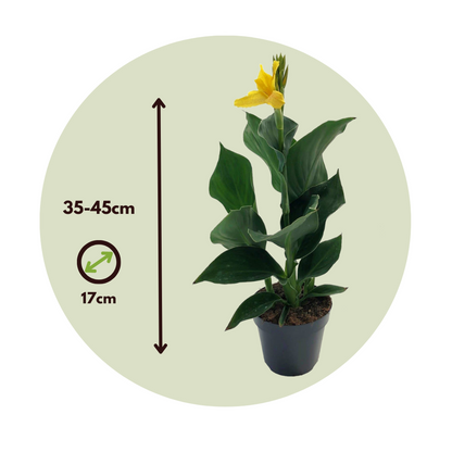 Indian shot - Canna 'Cannova' - Height 35-45cm - ⌀17cm