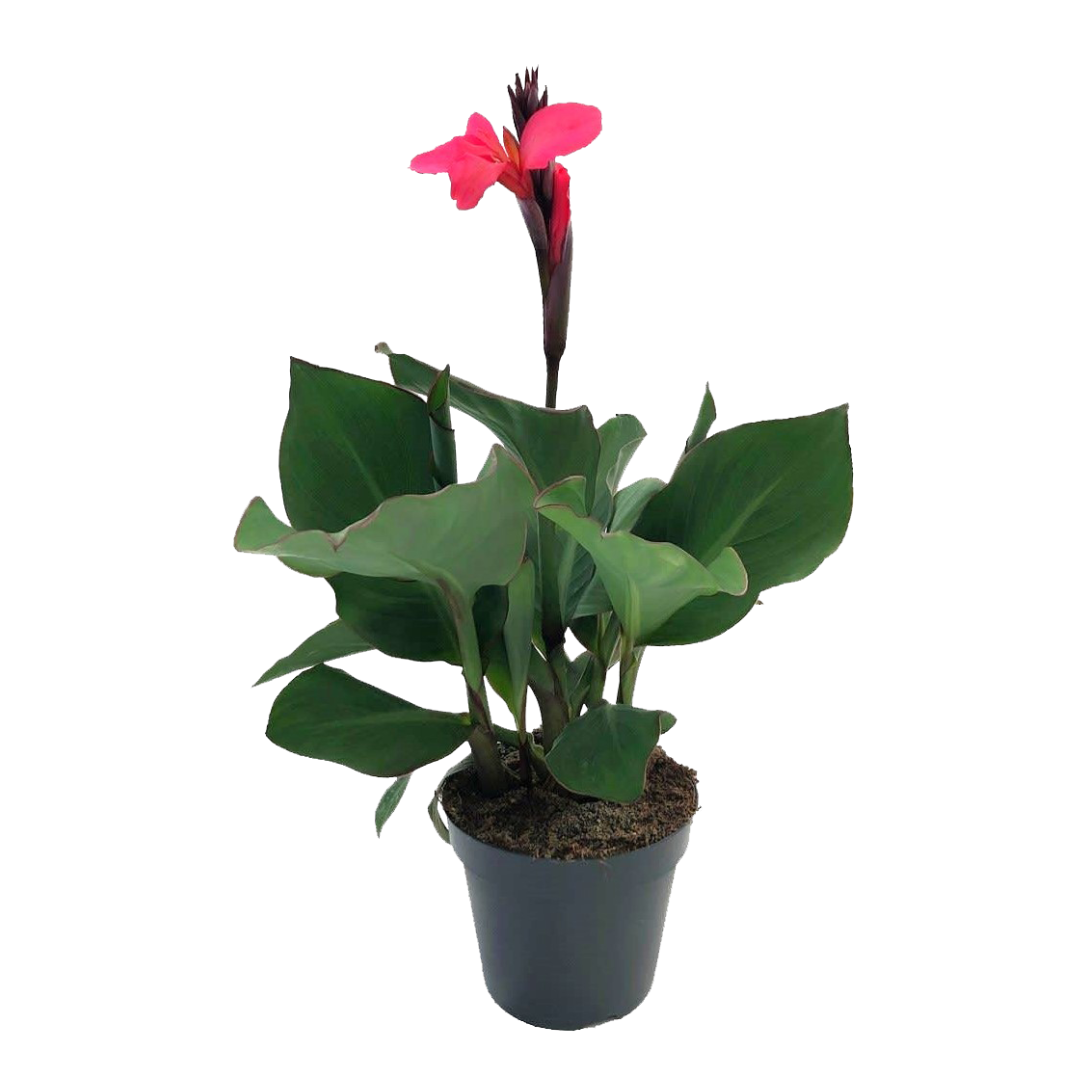 Indian shot - Canna 'Cannova' - Height 35-45cm - ⌀17cm