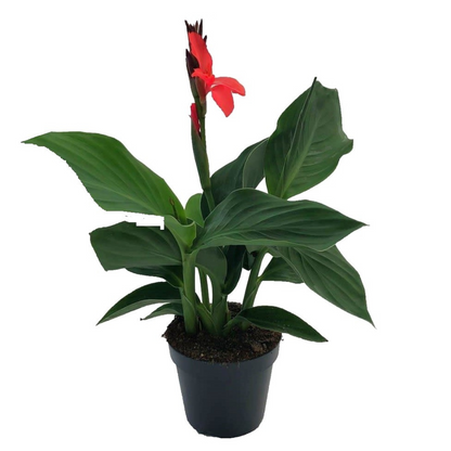 Indian shot - Canna 'Cannova' - Height 35-45cm - ⌀17cm