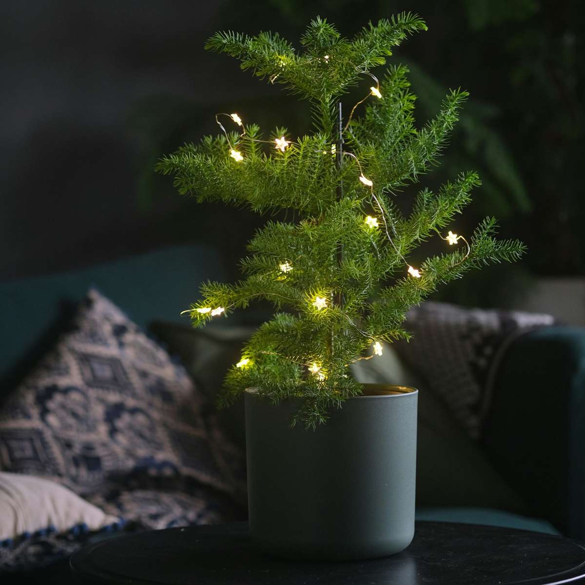 Norfolk Island Pine - Araucaria heterophylla - Height 50-60cm - ⌀17cm