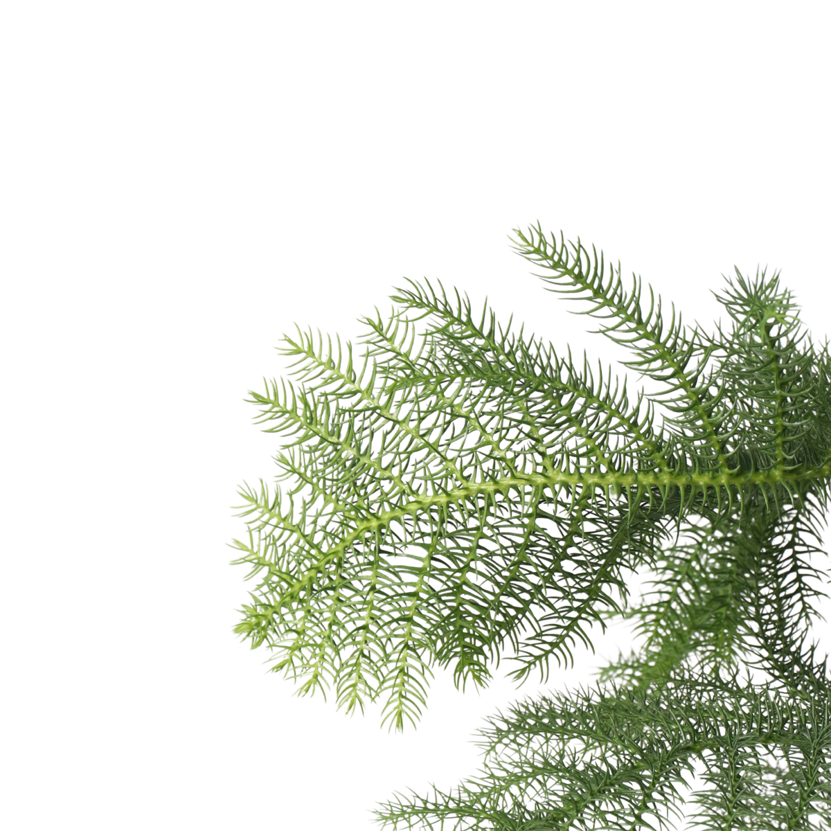 Norfolk Island Pine - Araucaria heterophylla - Height 70-80cm - ⌀21cm