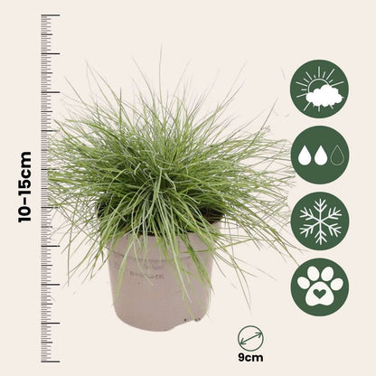 Blue fescue - 9 pcs. - Festuca glauca 'Elijah Blue' - Height 10-15cm - ⌀9cm