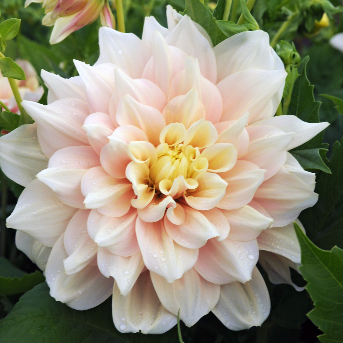 Dahlia tubers - 3 pcs. - Dahlia 'Break Out' - Flower Bulbs - Pink