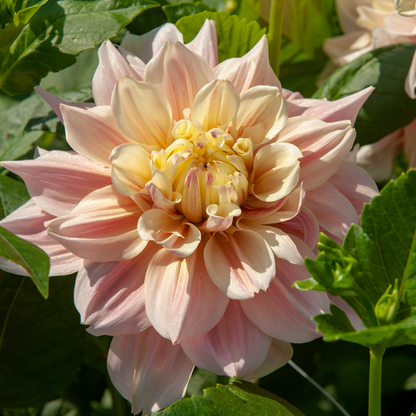 Dahlia tubers - 3 pcs. - Dahlia 'Break Out' - Flower Bulbs - Pink