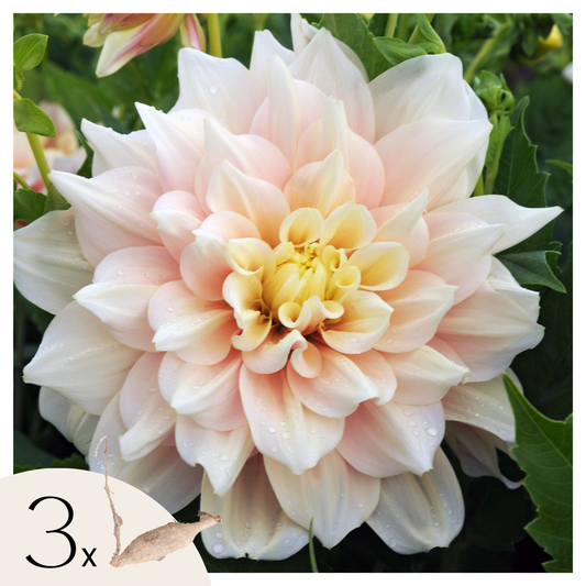 Dahlia tubers - 3 pcs. - Dahlia 'Break Out' - Flower Bulbs - Pink