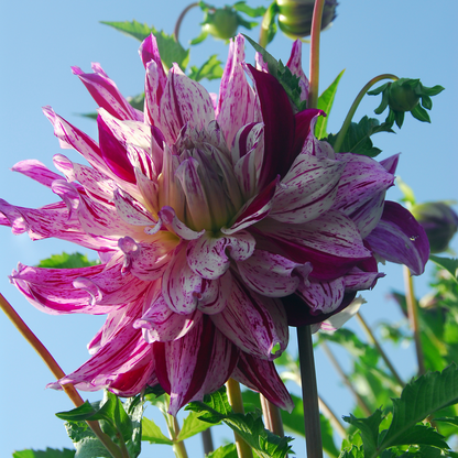Dahlia tubers - 3 pcs. - Dahlia 'Bristol Stripe' - Flower Bulbs - Pink