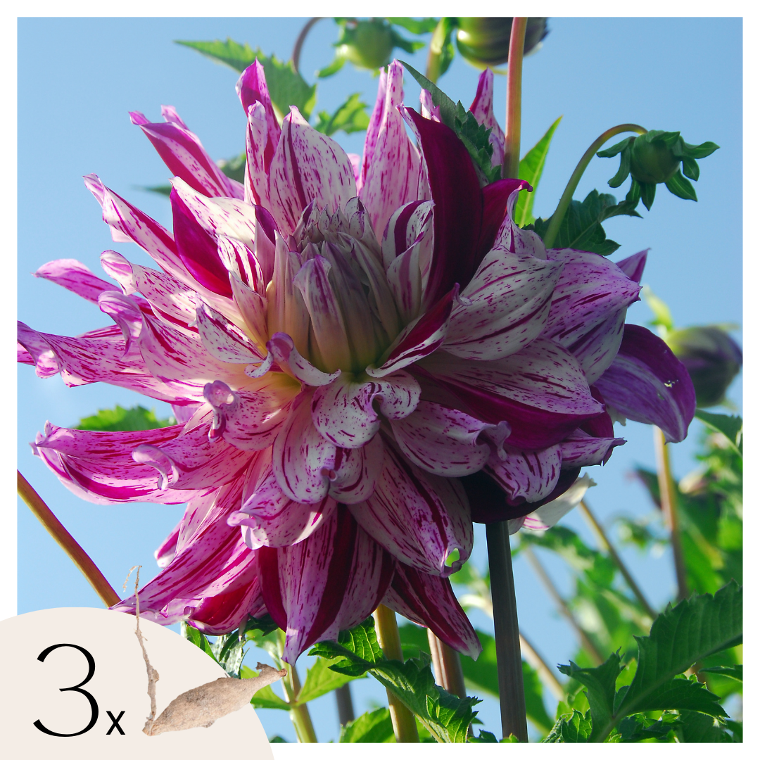 Dahlia tubers - 3 pcs. - Dahlia 'Bristol Stripe' - Flower Bulbs - Pink