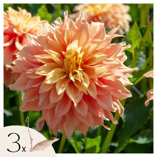 Dahlia tubers - 3 pcs. - Dahlia 'Tyrell' - Flower Bulbs - Green
