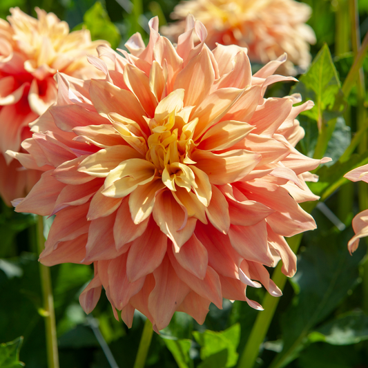 Dahlia tubers - 3 pcs. - Dahlia 'Tyrell' - Flower Bulbs - Green