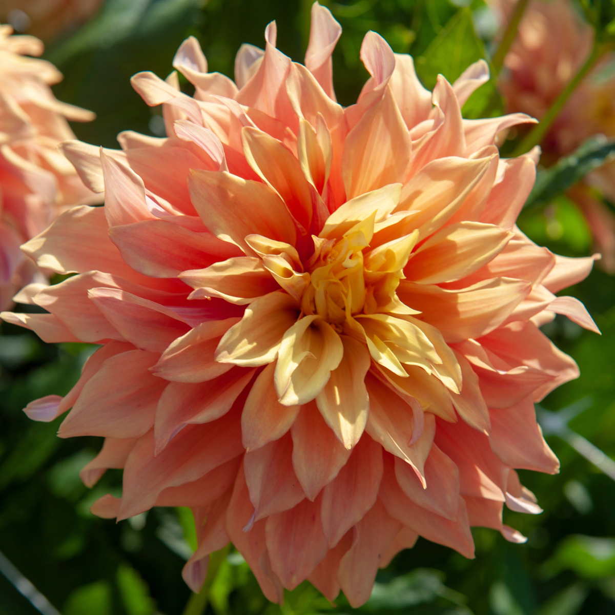 Dahlia tubers - 3 pcs. - Dahlia 'Tyrell' - Flower Bulbs - Green