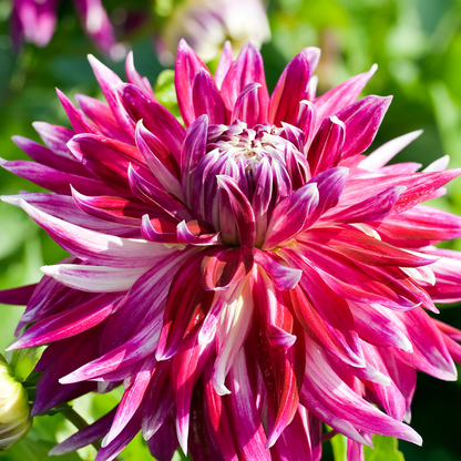 Dahlia tubers - 3 pcs. - Dahlia 'Vancouver' - Flower Bulbs - Pink