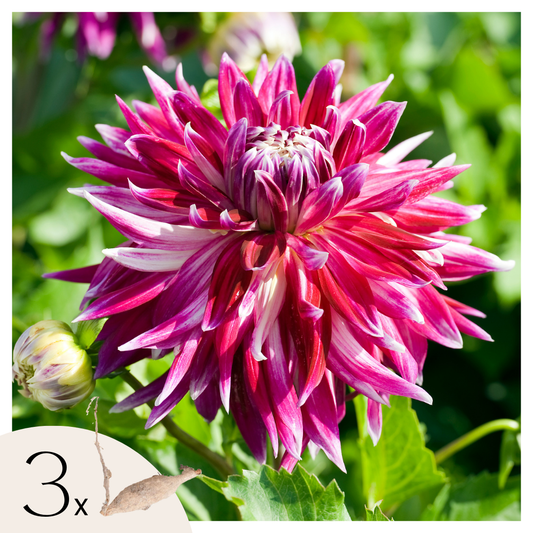 Dahlia tubers - 3 pcs. - Dahlia 'Vancouver' - Flower Bulbs - Pink
