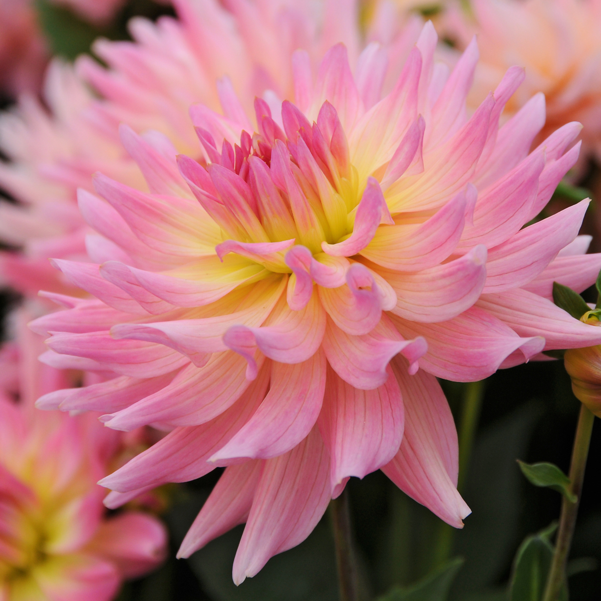 Dahlia tubers - 3 pcs. - Dahlia 'Melody Gipsy' - Flower Bulbs